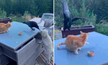 Vídeo hilário: corvo oferece ração para cãozinho, mas é atacado por gato guloso (Foto: Reprodução/YouTube)