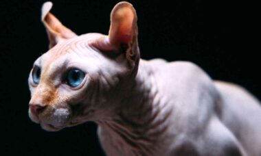 Tudo o que você precisa saber antes de adotar um gato da raça sphynx. Foto: Pexels