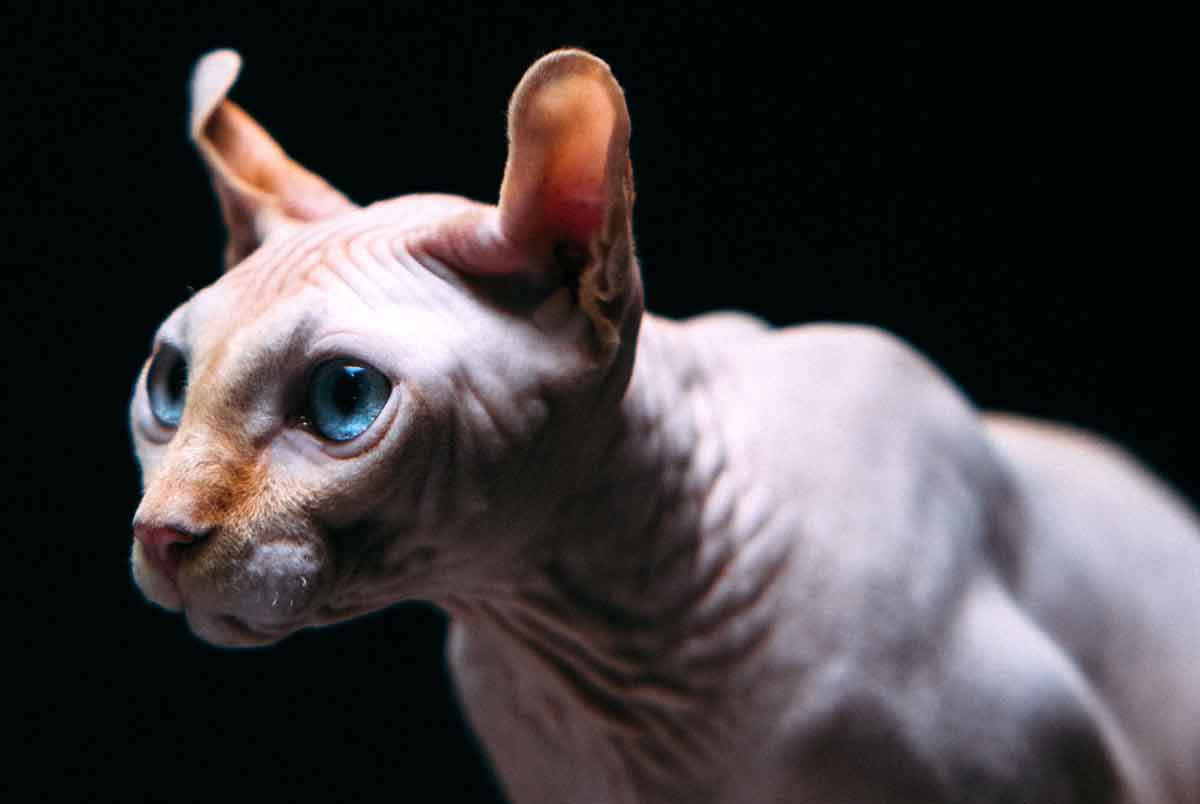 Everything you need to know before adopting a Sphynx cat. Photo: Pexels