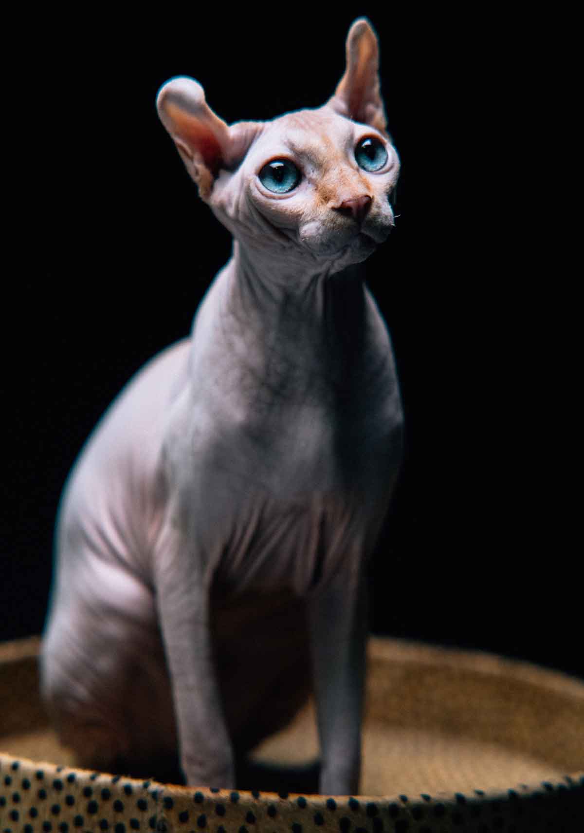 Everything you need to know before adopting a sphynx cat. Photo: Pexels