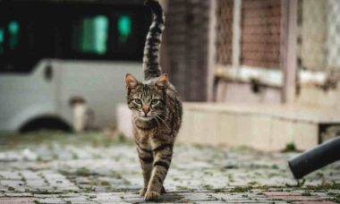 Cientistas descobrem jeito mais eficaz de chamar a atenção de um gato desconhecido (Foto: Gijs Coolen/Unsplash)