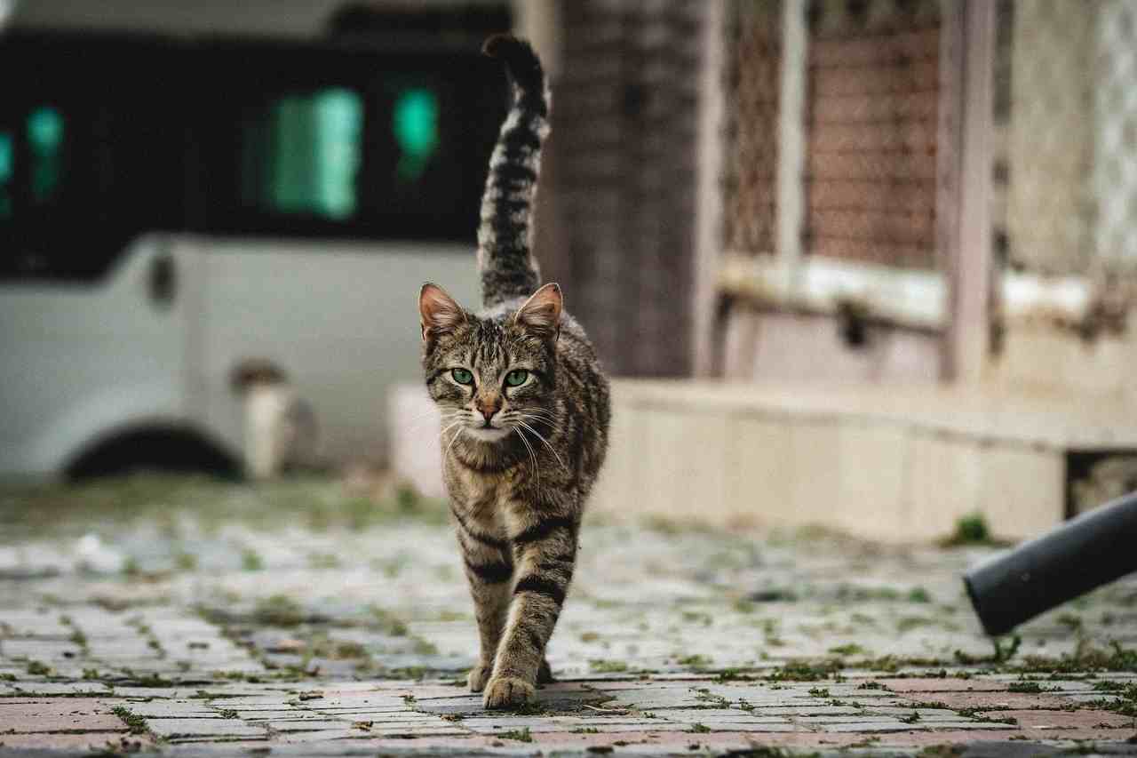  Cientistas descobrem jeito mais eficaz de chamar a atenção de um gato desconhecido (Foto: Gijs Coolen/Unsplash)