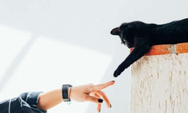 Novo estudo mostra as maneiras mais eficazes de se comunicar com gatos