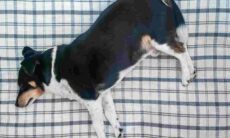 Confira as 10 raças de cães com maior tendência à obesidade (Foto: Juan Gomez/Unsplash)