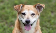 Sites gratuitos ensinam donos a cuidar da saúde e bem-estar de cães e gatos