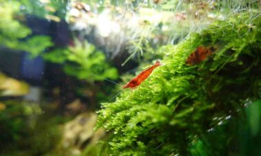 6 coisas que talvez você não saiba sobre camarão de aquário (Foto: Penfer/Unsplash)