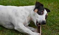 Entenda por que os cães gostam tanto de enterrar ossos (Foto: Pixabay)