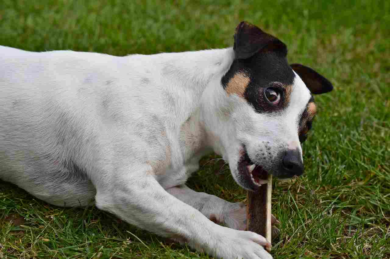 Entenda por que os cães gostam tanto de enterrar ossos (Foto: Pixabay)
