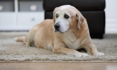 Prepare-se para chorar: família que perdeu cão de 18 anos compartilha carta enviada por veterinário