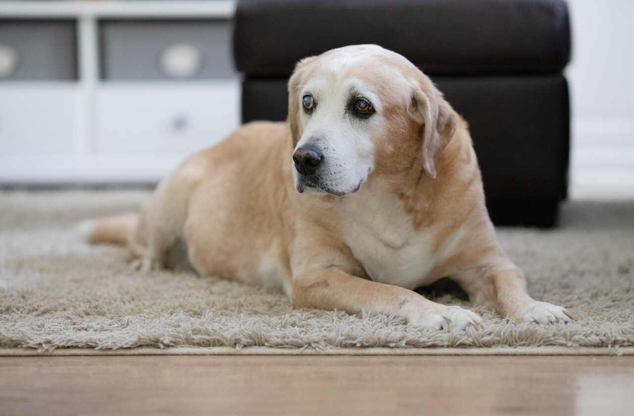 Prepare-se para chorar: família que perdeu cão de 18 anos compartilha carta enviada por veterinário 