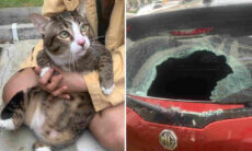 Gato despenca do sexto andar de prédio, espatifa vidro de carro e sobrevive