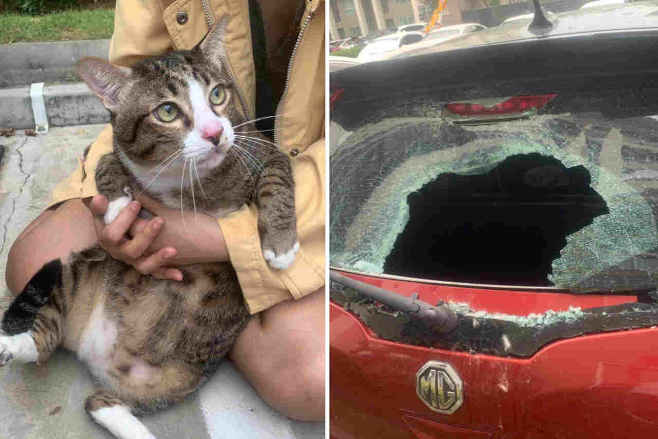 Gato despenca do sexto andar de prédio, espatifa vidro de carro e sobrevive