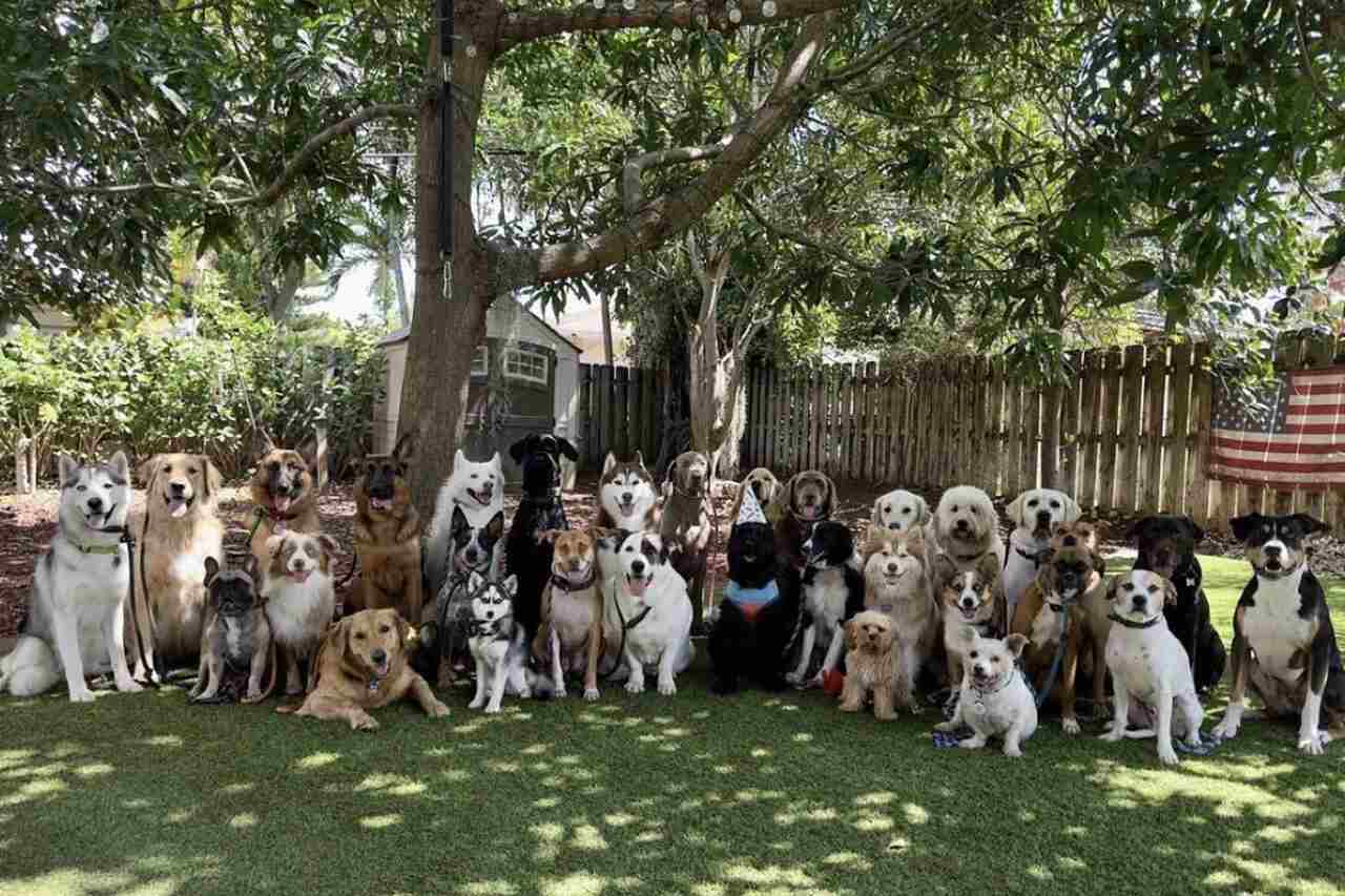 Fotógrafo faz 30 cães posarem obedientemente para imagem vencedora de concurso