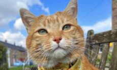 Mulher gasta R$ 154 mil para tratar a asma do seu gato (Foto: Reprodução/Instagram)