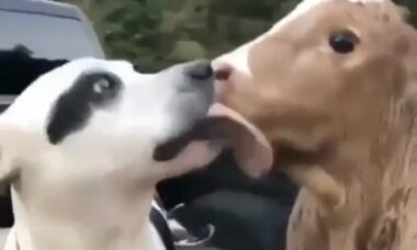 Vídeo fofo: cão e bezerro são melhores amigos e viralizam nas redes (Foto: Reprodução/Reddit)