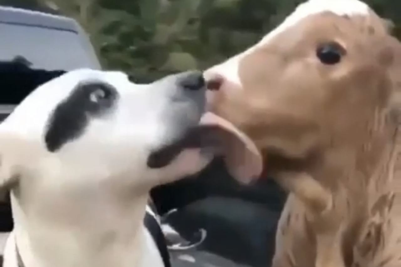Vídeo fofo: cão e bezerro são melhores amigos e viralizam nas redes (Foto: Reprodução/Reddit)
