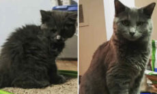 Fotos impressionantes mostram gatos antes e depois da adoção (Foto: Reprodução/Reddit)