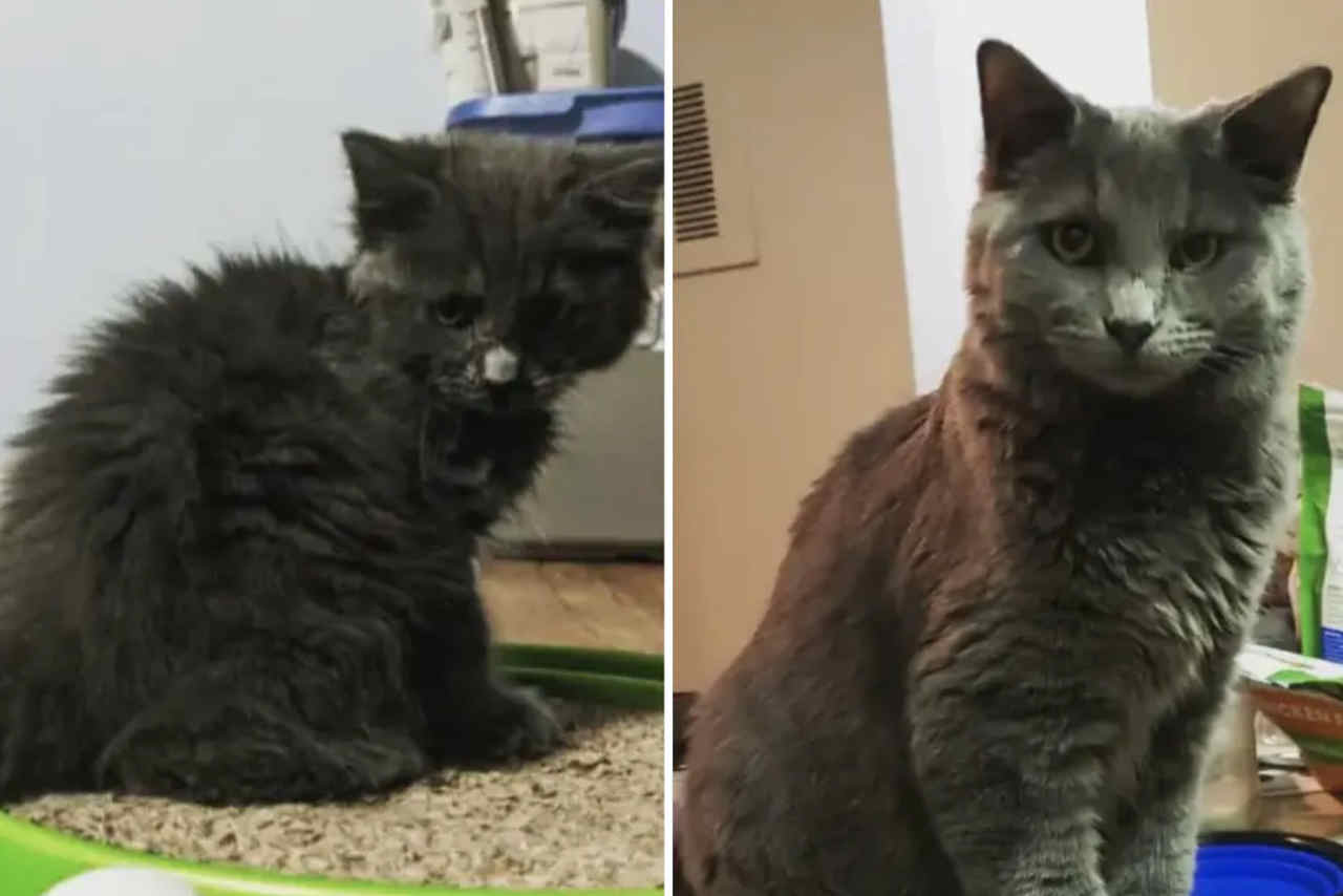 Fotos impressionantes mostram gatos antes e depois da adoção (Foto: Reprodução/Reddit)