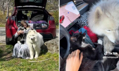 Mulher vive com cão e gato dentro de carro da Tesla e compartilha cotidiano no TikTok