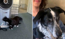 Vídeo hilário: reação de cãozinho ao ver um gato pela primeira vez é de cortar o coração (Foto: Reprodução/TikTok)