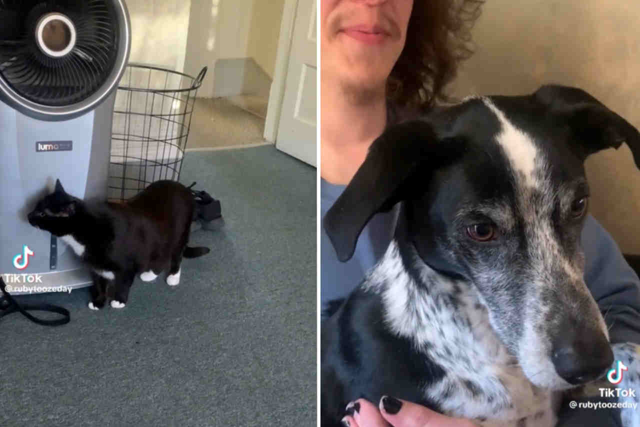 Vídeo hilário: reação de cãozinho ao ver um gato pela primeira vez é de cortar o coração (Foto: Reprodução/TikTok)
