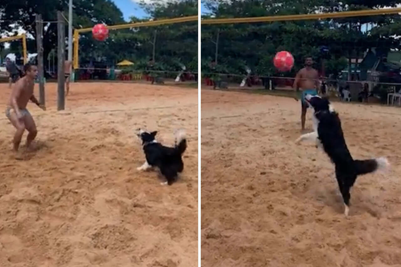 Vídeo: cão border collie brasileiro é craque no futevôlei