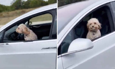 Vídeo de cão 'dirigindo' um Tesla viraliza e é visto mais de 10 milhões de vezes (Foto: Reprodução/Twitter)