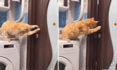 Vídeo hilário: nenhuma porta é capaz de deter esses gatos inteligentes