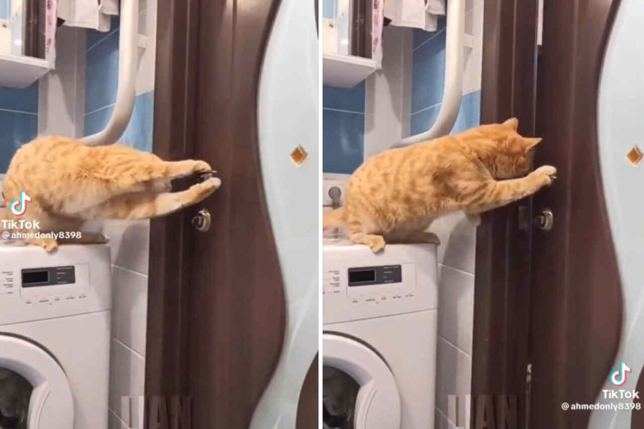 Vídeo hilário: nenhuma porta é capaz de deter esses gatos inteligentes