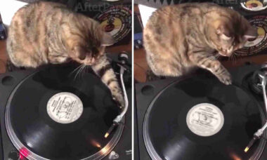 Vídeo hilário: gato DJ ensina como discotecar usando discos de vinil