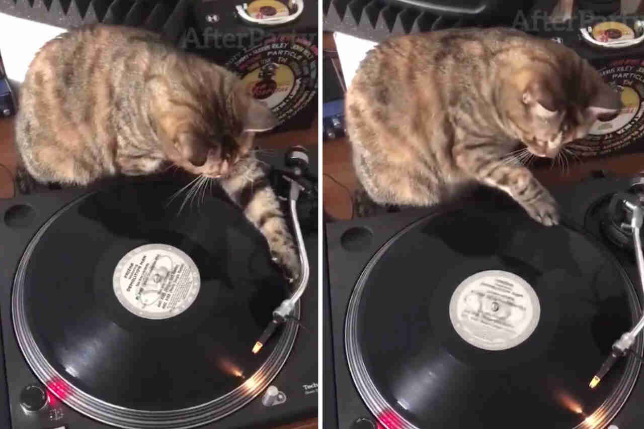 Vídeo hilário: gato DJ ensina como discotecar usando discos de vinil