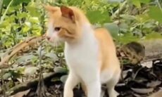 Vídeo: serpente dá o bote, mas acaba levando um tapa de gato ligeiro (Foto: Reprodução/Twitter)