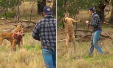 Vídeo: para proteger seu cão, homem troca socos com canguru enfezado (Foto: Reprodução/Twitter)