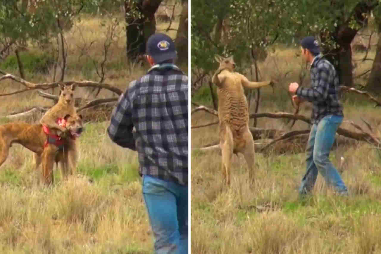 Vídeo: para proteger seu cão, homem troca socos com canguru enfezado (Foto: Reprodução/Twitter)
