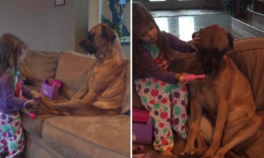 Vídeo hilário: cachorro demonstra paciência sem fim durante 'consulta' com doutora mirim