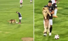 Vídeo fofo: cão viciado em futebol invade jogo da primeira divisão e tenta roubar a bola