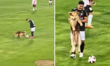 Vídeo fofo: cão viciado em futebol invade jogo da primeira divisão e tenta roubar a bola