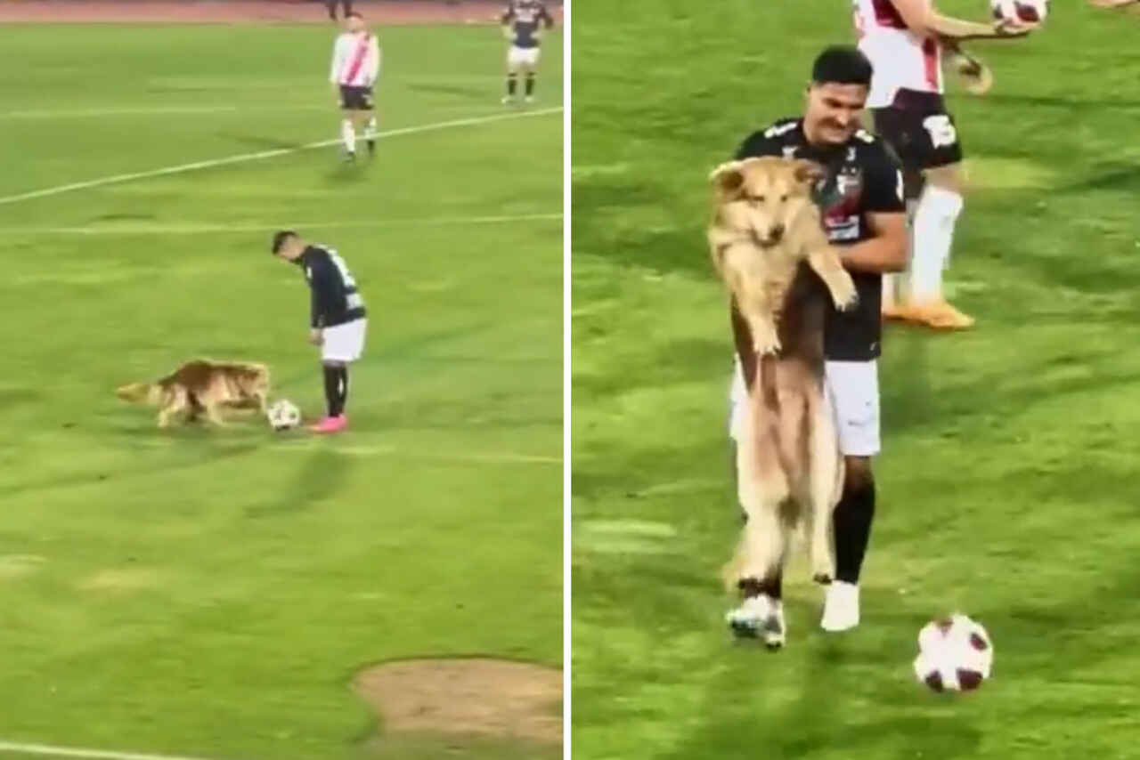 Vídeo fofo: cão viciado em futebol invade jogo da primeira divisão e tenta roubar a bola