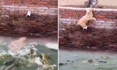 Vídeo impressionante: cão escapa milagrosamente do ataque de crocodilos (Foto: Reprodução/Twitter)
