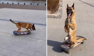 Vídeo: conheça Lucky, o cãozinho que é um prodígio do skate (Foto: Reprodução/Instagram)