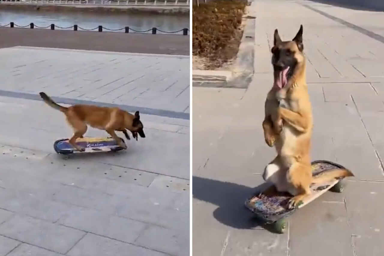  Vídeo: conheça Lucky, o cãozinho que é um prodígio do skate (Foto: Reprodução/Instagram)