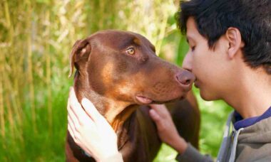 Novo estudo científico identifica o quanto os cães nos amam (Foto: Ryk Porras/Unsplash)