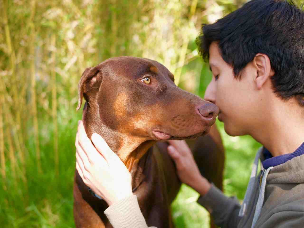 Novo estudo científico identifica o quanto os cães nos amam (Foto: Ryk Porras/Unsplash)