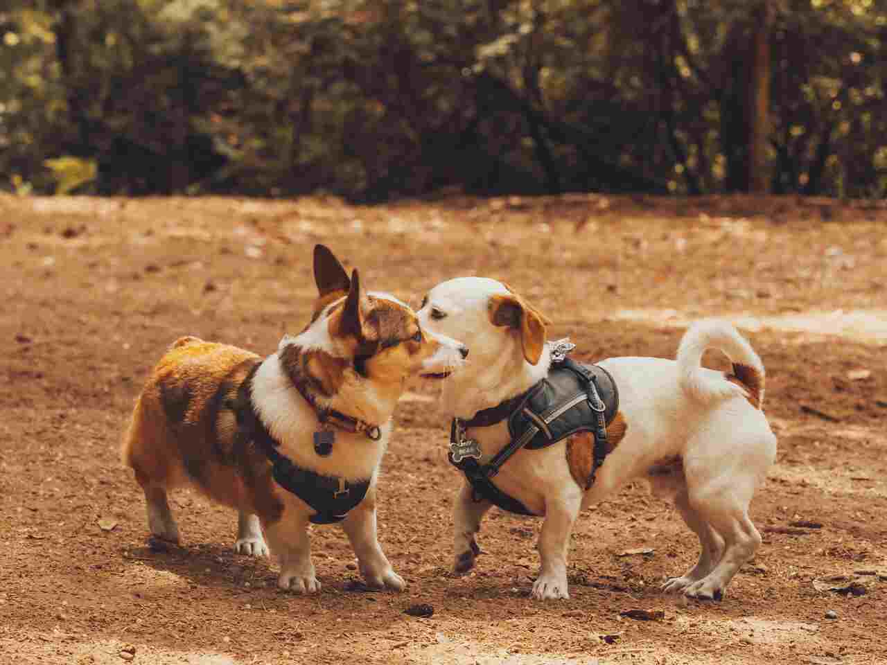 Quer que seu cão viva mais? Sociabilidade é o caminho, indica estudo