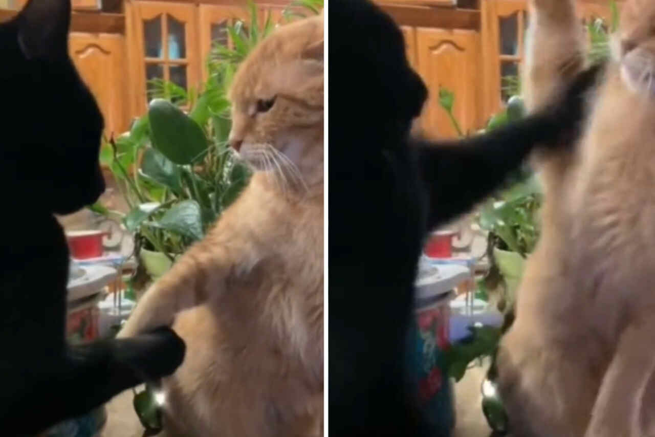 Vídeo hilário: gato galanteador quebra a cara ao abordar gata recatada