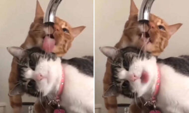 Vídeo hilário: gatos são cada vez mais criativos na hora de beber água