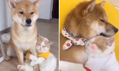 Vídeo fofo: você jamais vai encontrar cão e gato que se gostem tanto quanto esses dois (Foto: Twitter)