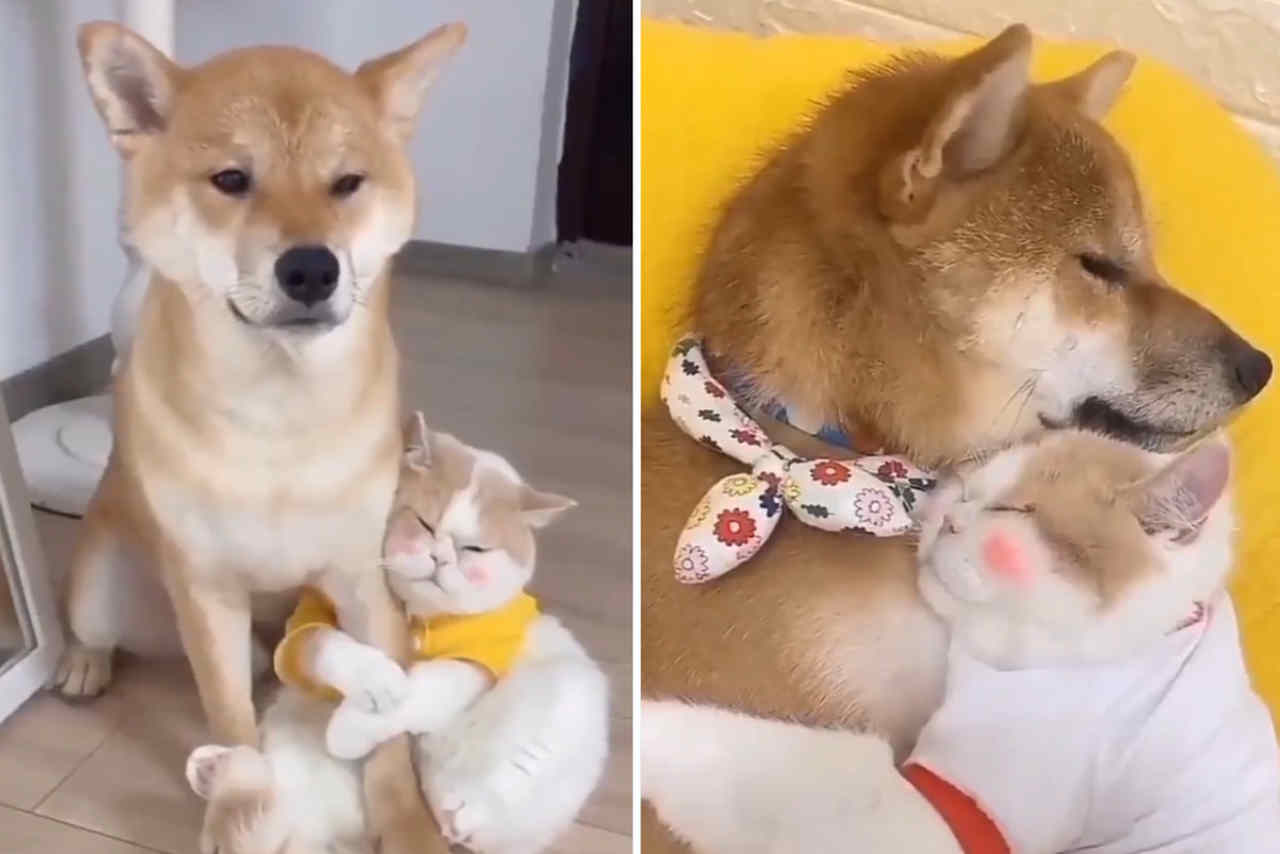 Vídeo fofo: você jamais vai encontrar cão e gato que se gostem tanto quanto esses dois (Foto: Twitter)
