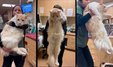 Conheça Floyd, o gato maine coon gigante que pesa 12,7 quilos