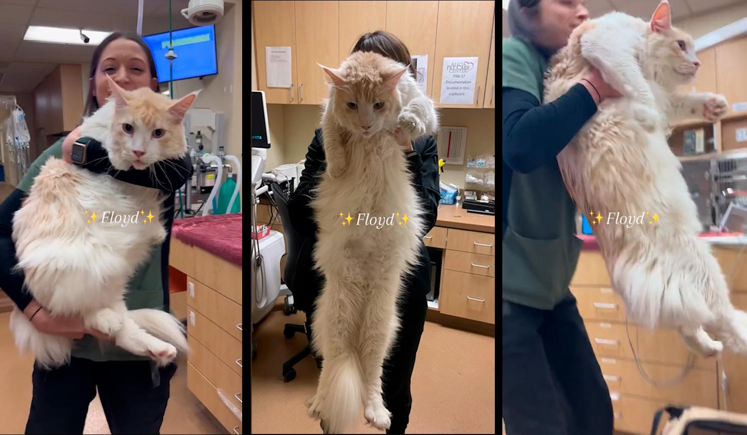 Conheça Floyd, o gato maine coon gigante que pesa 12,7 quilos